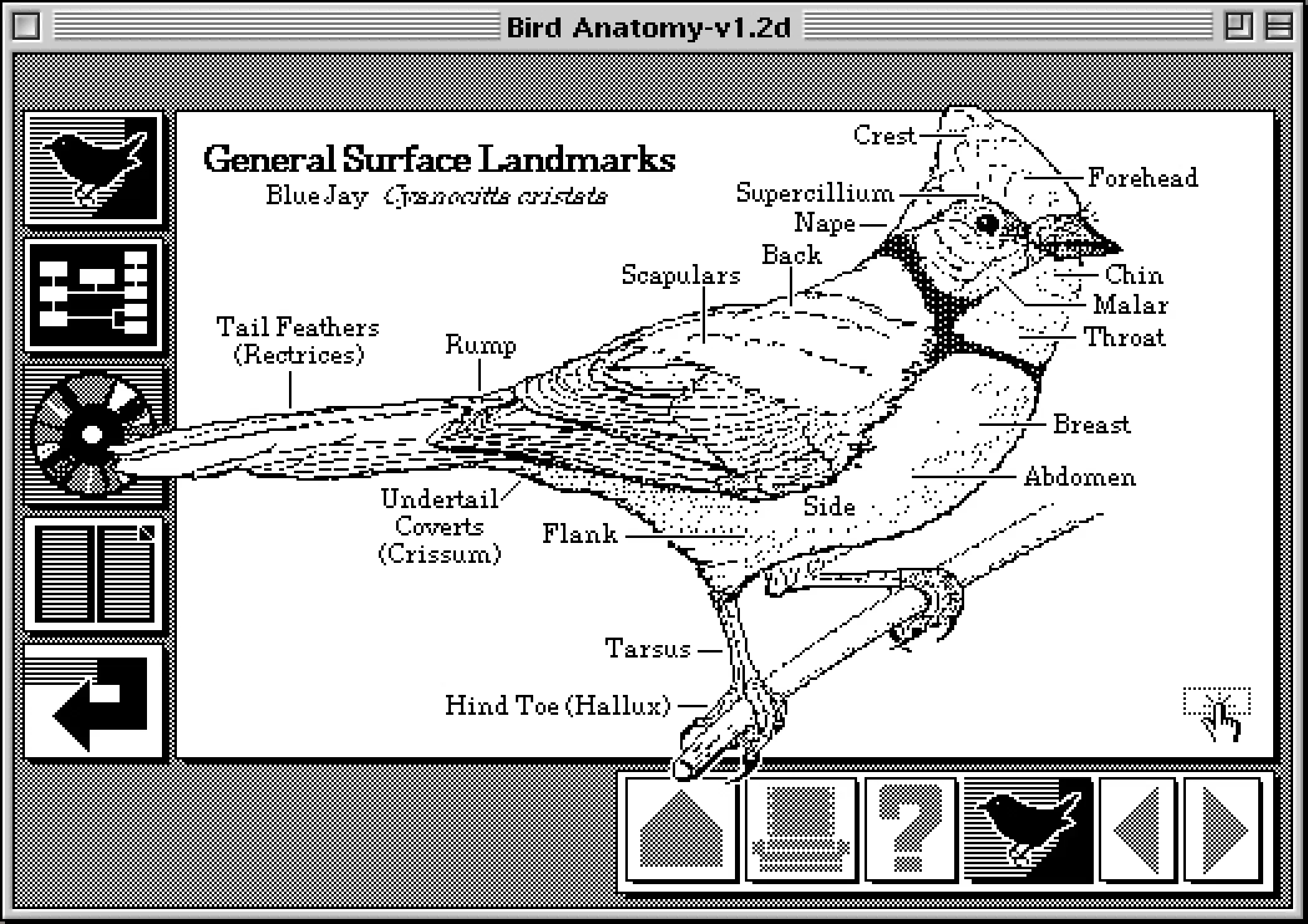 HyperCard. Image from TWiki.