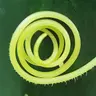 Profile picture of Exuvie