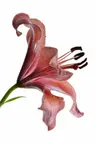 Profile picture of Happy Capricorn