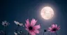 Imagen de perfil de Moon_Lover_Templates