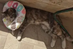 cozy_templates