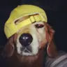 Profile picture of Sleepy