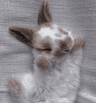 Profile picture of Candycloud
