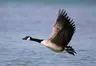 Profile picture of Goose Notions